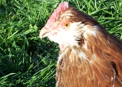 picture of Fuzzle the chicken